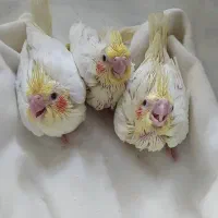 جوجه عروس هلندی