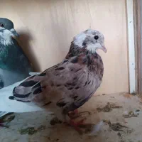 کبوتر پرشی وزینتی|پرنده|پرند, فاز ۳|دیوار