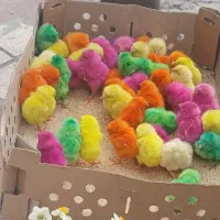 جوجه رنگی خوشگل