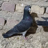 چاپی  گرفتنی ومعاوضه