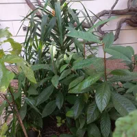 نهال ازگیل و گل یوکا کاکتوس سانسورها خرفه