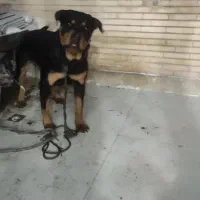 روتوایلر نر کشش|سگ|اصفهان, بهارستان|دیوار