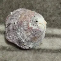 صدف زیبا از دریای کیش|کلکسیون اشیاء عتیقه|بافت, |دیوار