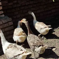 غاز|حیوانات مزرعه|آق قلا, |دیوار