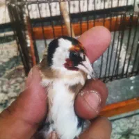 سهره نر