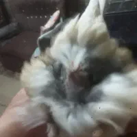 ماده قناری|پرنده|خمینی‌شهر, |دیوار