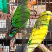 طوطی برزیلی