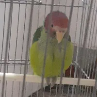 کوتوله اوپال و کله آلویی|پرنده|قم, پامنار|دیوار