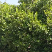 اجاره باغ مرکبات|خدمات باغبانی و درختکاری|نورآباد ممسنی, |دیوار