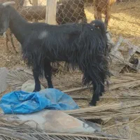 فروش ۲عدد بز جوون ترکی و کهره