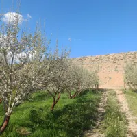 فروش باغ سیب در شهرستان سمیرم|فروش خانه و ویلا|اصفهان, شهرستان|دیوار