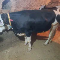 نوبر سیمینتال درجه یک