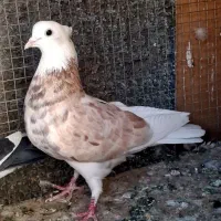 دو جفت کفتر شازده هما سرور پرشی گرو بندی تیر ماهی
