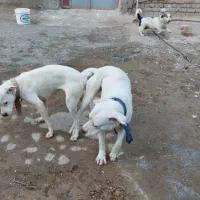 فروش توله داگو آرژانتینو