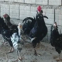 مرغ و خروس