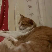 واگذاری گربه DHL|گربه|مشهد, شهرآرا|دیوار