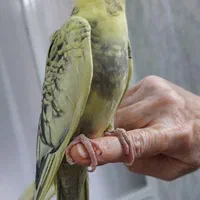 گمشده|پرنده|تهران, نبی اکرم|دیوار