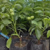 نهال گلدانی