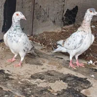 کبوتر|پرنده|شال, |دیوار