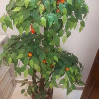 درختچه گیلاس مصنوعی