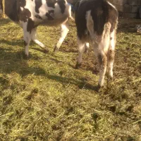 گوساله۴عددماده