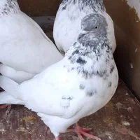 کبوتر گمشده