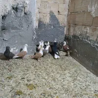 کبوتر جفتگاه رنگه کربلایی و آلمانی|پرنده|مشهد, ابوذر|دیوار