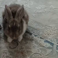 خرگوش