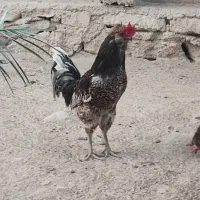فروش خروس محلی اصل
