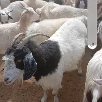 دامپروری صاحب الزمان کشتاردام وفروش به صورت کلی وج