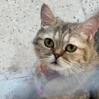 اسکاتیش ماده بالغ