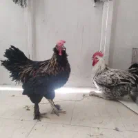 خروس رسمی