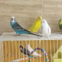 مرغ عشق|پرنده|مشهد, مصلی (کارمندان اول)|دیوار