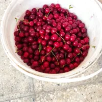 آلبالو