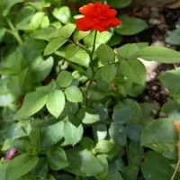 فروش-زمین-باغی-در-بویین-میان-دشت