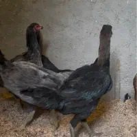 مرغ و خروس لاری