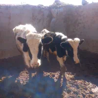 سه راس گوساله نر  لاغر برای پروار بندی