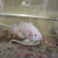 چند عدد ماهی|ماهی|رشت, پیرکلاچای|دیوار