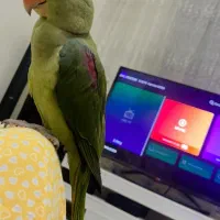 شاه طوطی گمشده