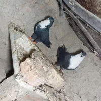 نرو ماده ریش و نرو ماده ابلغ|پرنده|هامون, |دیوار