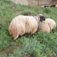 یه عدد گوسفند نر تک وتمیز