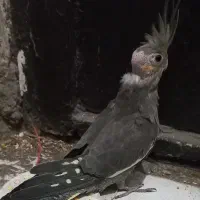 عروس هلندی|پرنده|رشت, حمیدیان|دیوار