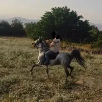 اسب کرد با شجره نوه کامران قدیری|اسب و تجهیزات اسب‌سواری|مشگین شهر, |دیوار