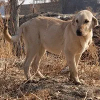 توله پژدر ماده ۵ ماهه