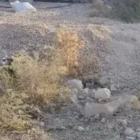 سلام-زمین-240متری-بلوار-مطهری