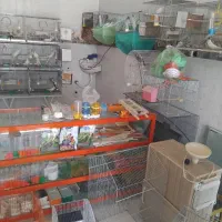 پرنده سرا /عروس هلندی/مرغ عشق /طوطی برزیلی /قناری|پرنده|کرمانشاه, |دیوار