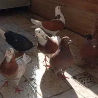 کبوتر ، کفتر خوش سو ، خال و پروازی