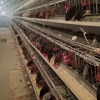 قفس منبری تخمگذار