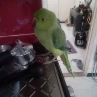 طوطی