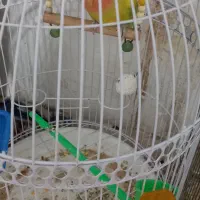 جوجه عروس+کتوله|پرنده|نیمبلوک, |دیوار